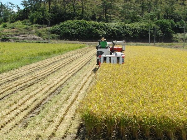 벼 적기수확으로 고품질 쌀 생산.. 1