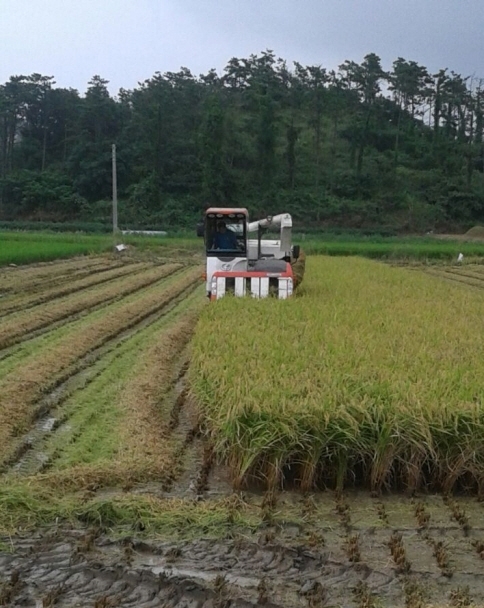 고품질 쌀 생산을 위한 현장기술실천 필요..