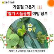 가을철 고온기 딸기 시들음병 예방 당부