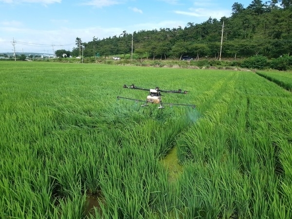 신안군, 벼 병해충 적기방제 총력 고품질 쌀 생산 1