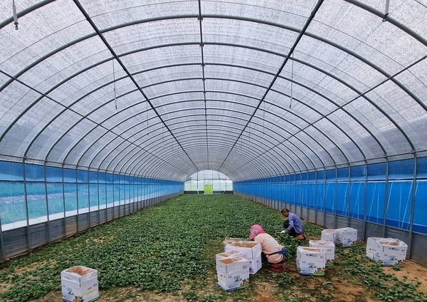 신안군, 대표 농산물 시금치 “섬초” 경쟁력 강화를 위해 박차 2