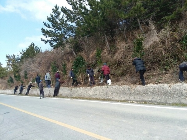 하의면, 도로변 동백나무 심기행사로 손님맞이 준비 한창..