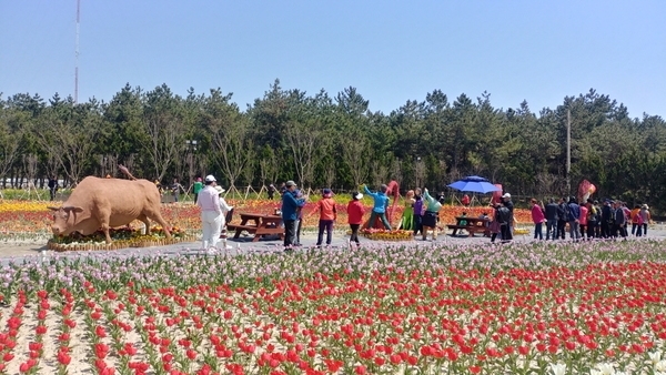 신안군 임자도, 2019년 신안튤립축제 대성황1