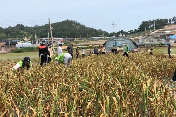 신안군, 코로나19로 어려운 농촌 일손지원 나서1