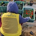 신안군, 섬 마을에 할머니들 손 끝 타고 전해진 봄 소식..'신의면 노인일자리사업...