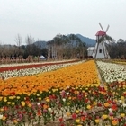 신안군, 코로나19 여파 튤립축제 전면 취소..'작년에 이어 올해도 대표 봄꽃축제...