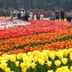 	신안군! 홍매화＆튤립정원에서 화사한 봄꽃의 향기따라 튤립 축제 열려..'아름다운...