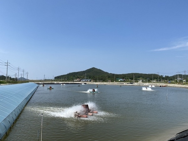 신안군! 친환경 왕새우 배합사료 공장건립 사업비 60억 확보..'친환경 왕새우 양식산업 활성화와 양식어가 경영비 절감 기대'1