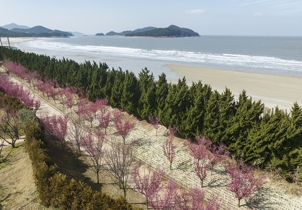 신안군 임자도, 5만여 주 홍매화 식재 완료 국내 최대 홍매화의 섬 탄생1